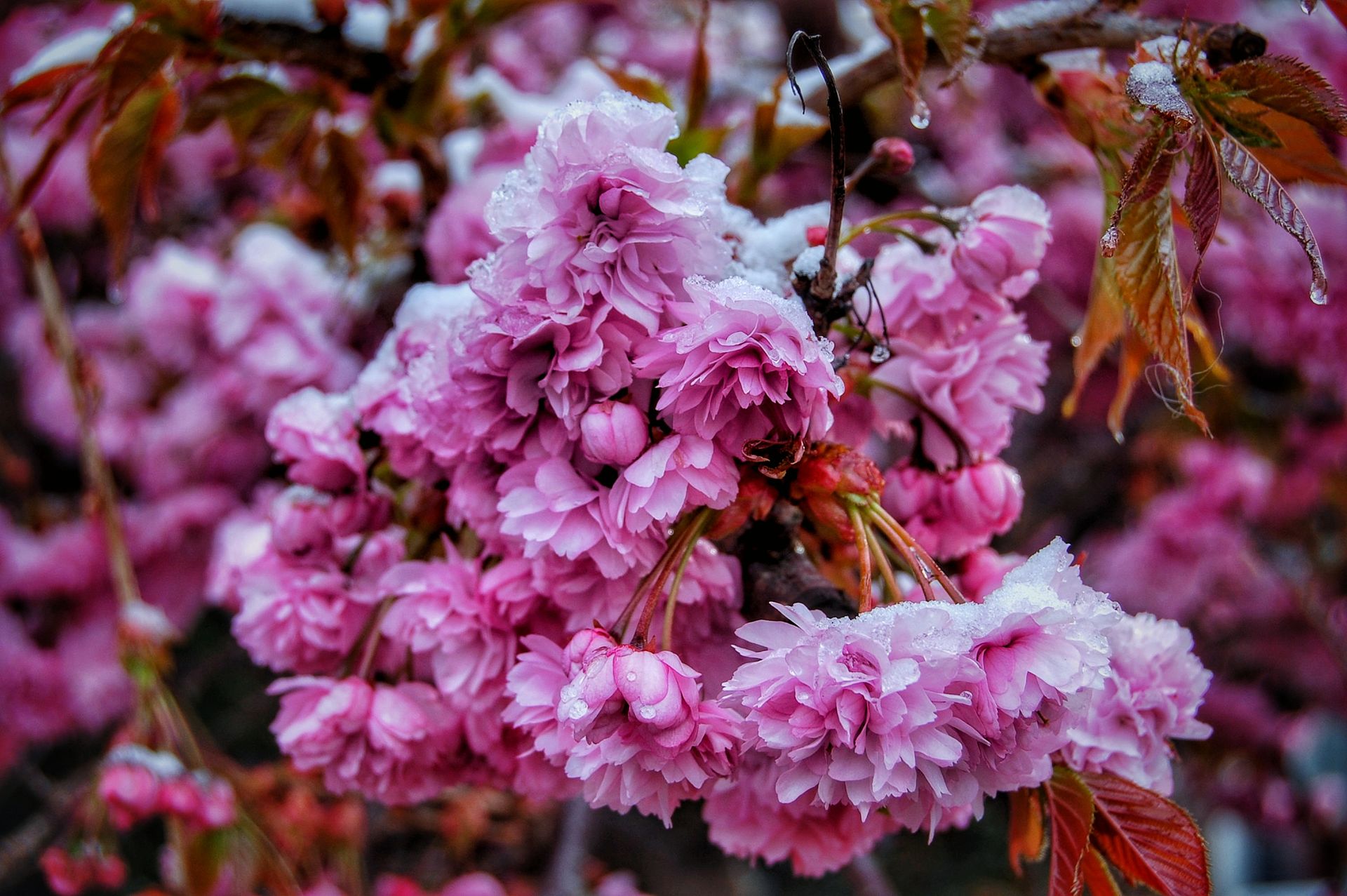 Close-up of pink cherry blossoms covered in springtime snow in Brunssum, Netherlands.