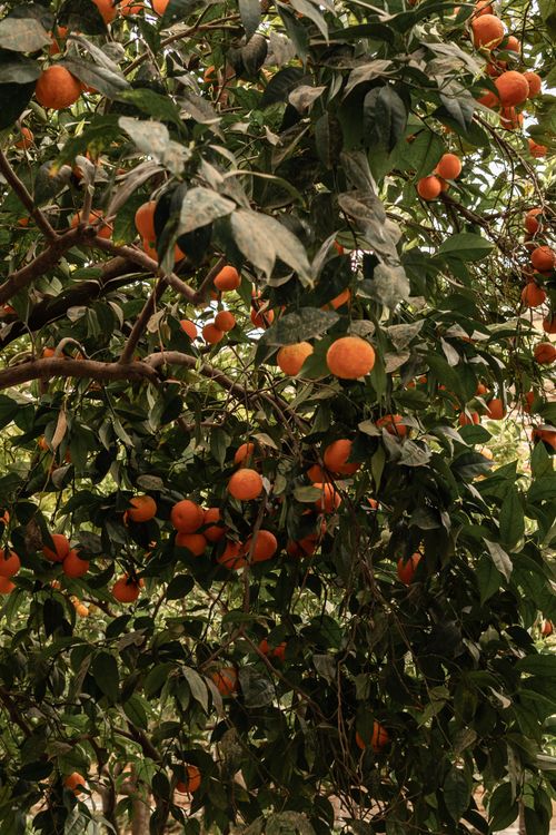 Free Abundant orange trees with ripe fruit in Córdoba, Spain. Stock Photo