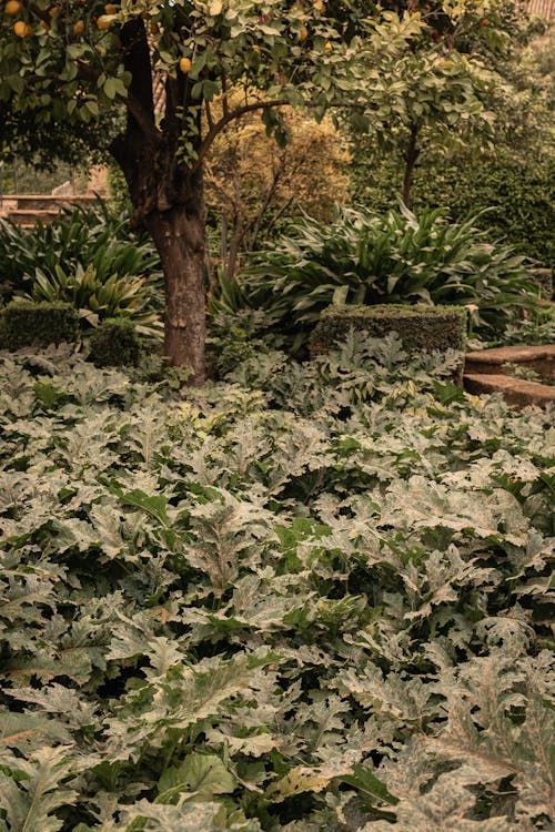 Бесплатное стоковое фото с ботанический, вертикальный выстрел, деревья