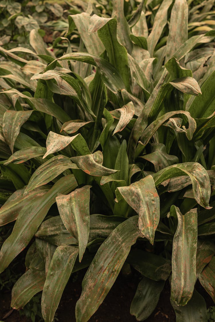 Plant With Leaves On Farm