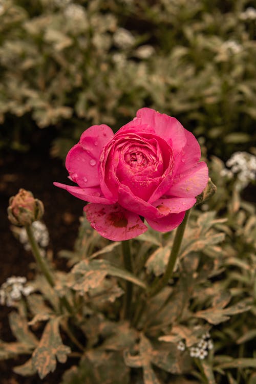 Close Up Photo of a Pink Rose in Bloom