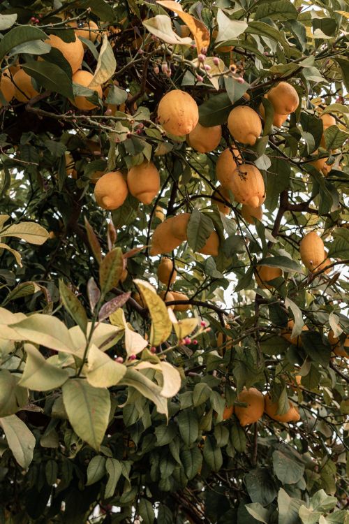 Free Vibrant lemon tree with lush ripe lemons, captured outdoors in spring season. Stock Photo