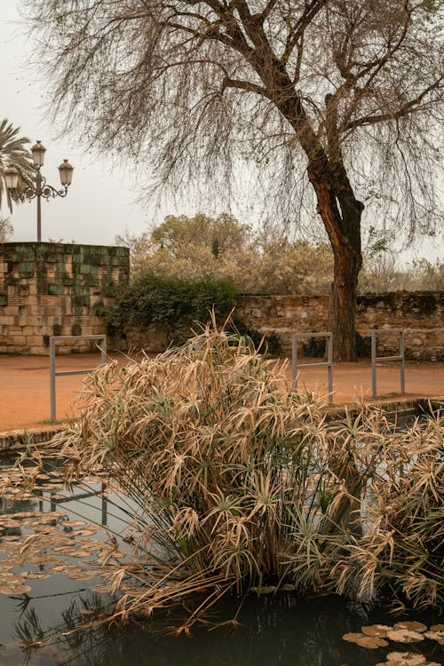 Pond with a Plant on a Yard 