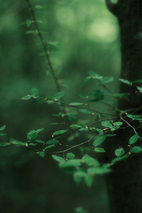 Kostenloses Stock Foto zu grüne blätter, pflanze, unschärfe hintergrund