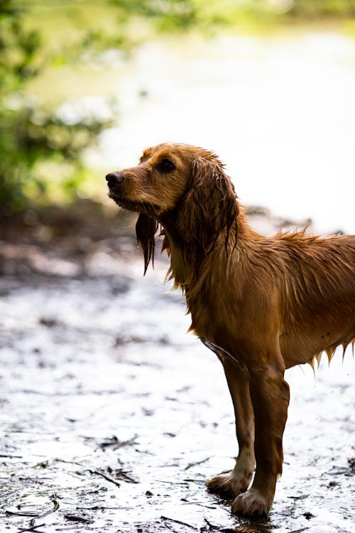 Darmowe zdjęcie z galerii z brązowy pies, cocker-spaniel, fotografia zwierzęcia