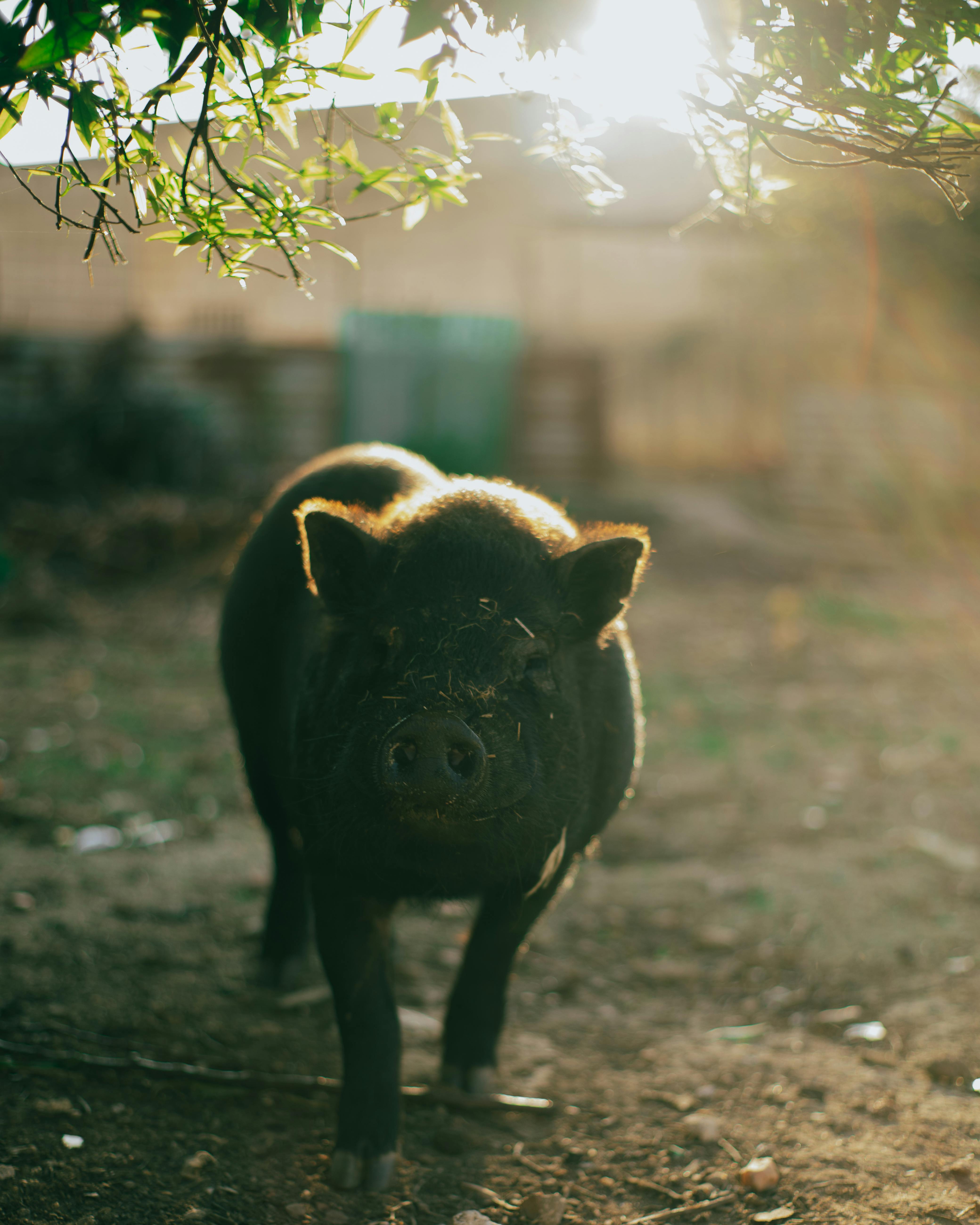 black pig on dirt ground