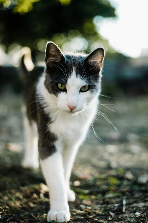Free A close-up portrait of a domestic cat walking outdoors in natural light. Stock Photo