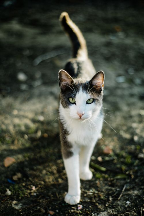 Free Charming close-up of a curious black and white cat walking outdoors with captivating green eyes. Stock Photo