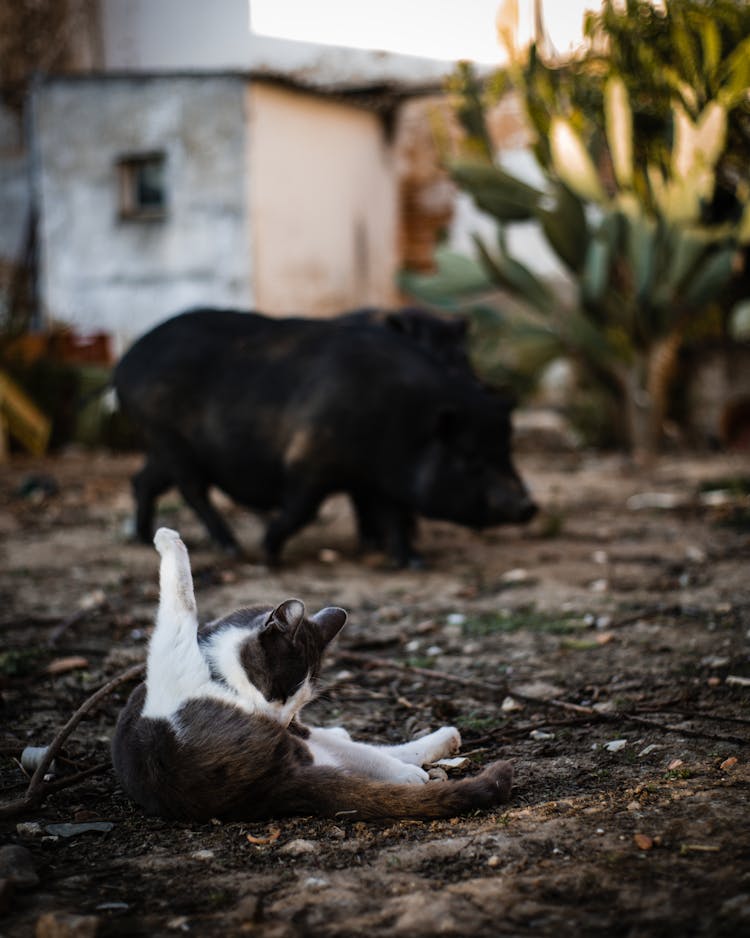 A Cat Lying On The Ground