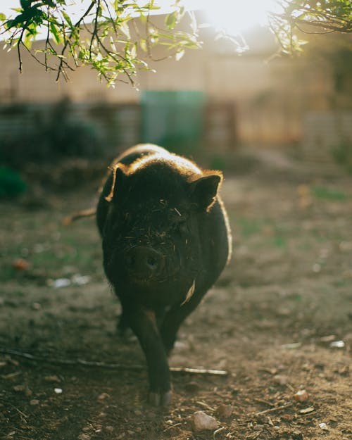 Photo of a Black Pig 