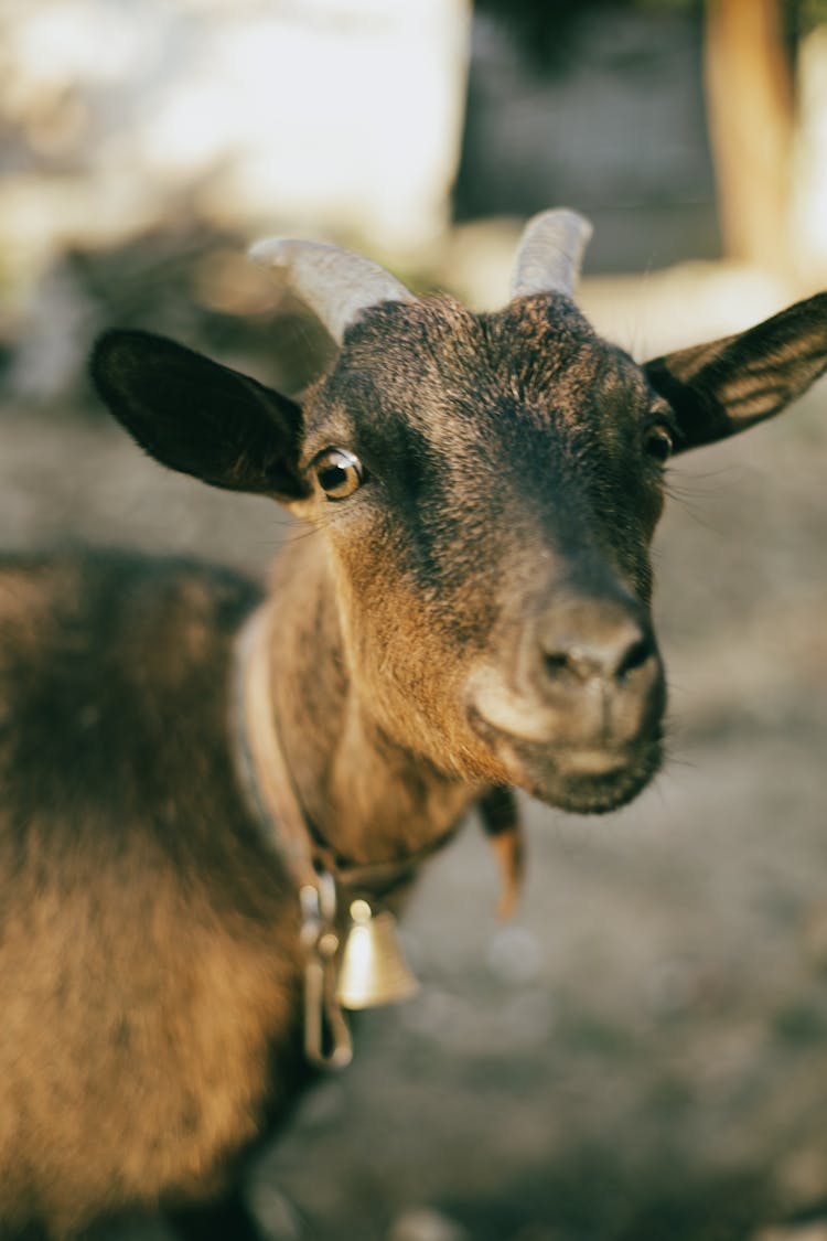 Close Up Shot Of A Goat Face