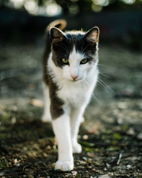 Free A focused close-up of a cat walking confidently on a natural ground outdoors. Stock Photo