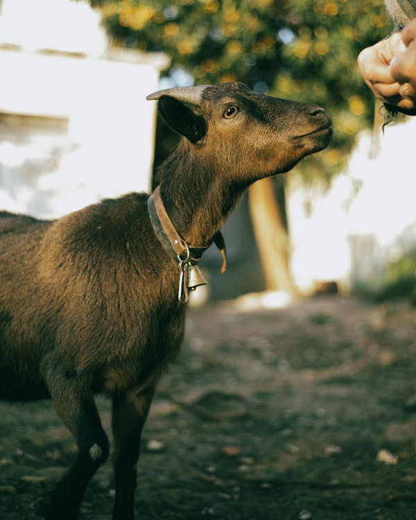 Close Up Photo of a Black Goat
