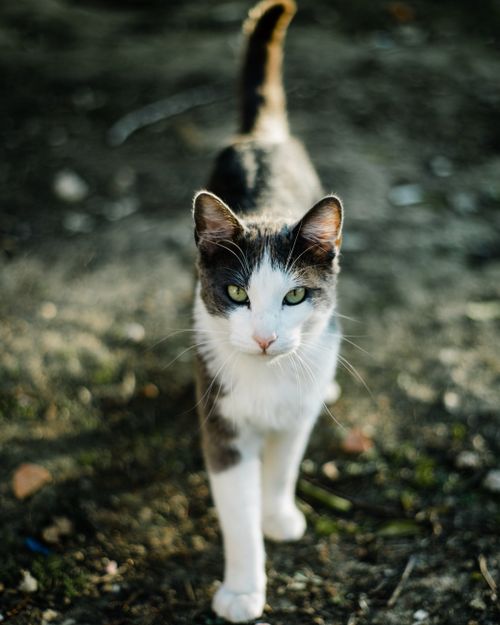 Free A detailed close-up shot of a domestic cat walking outdoors, showcasing its striking green eyes and confident posture. Stock Photo