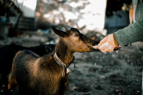 Free A person feeding a brown domestic goat outdoors, highlighting care and nature. Stock Photo