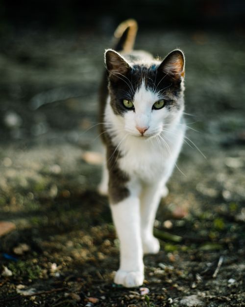 Free A focused close-up of a domestic cat walking outdoors, showcasing its piercing eyes. Stock Photo