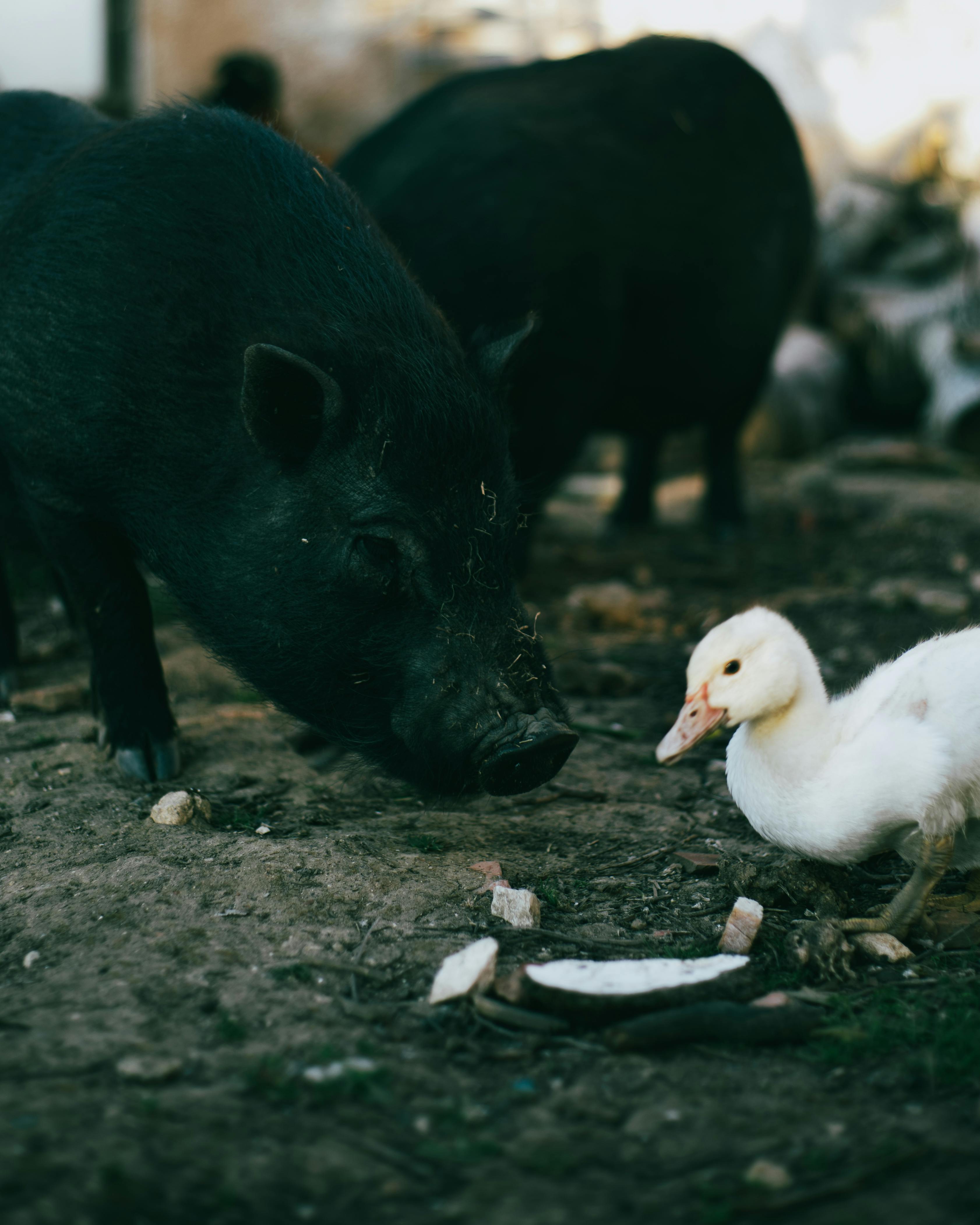 black pig and white duck on ground