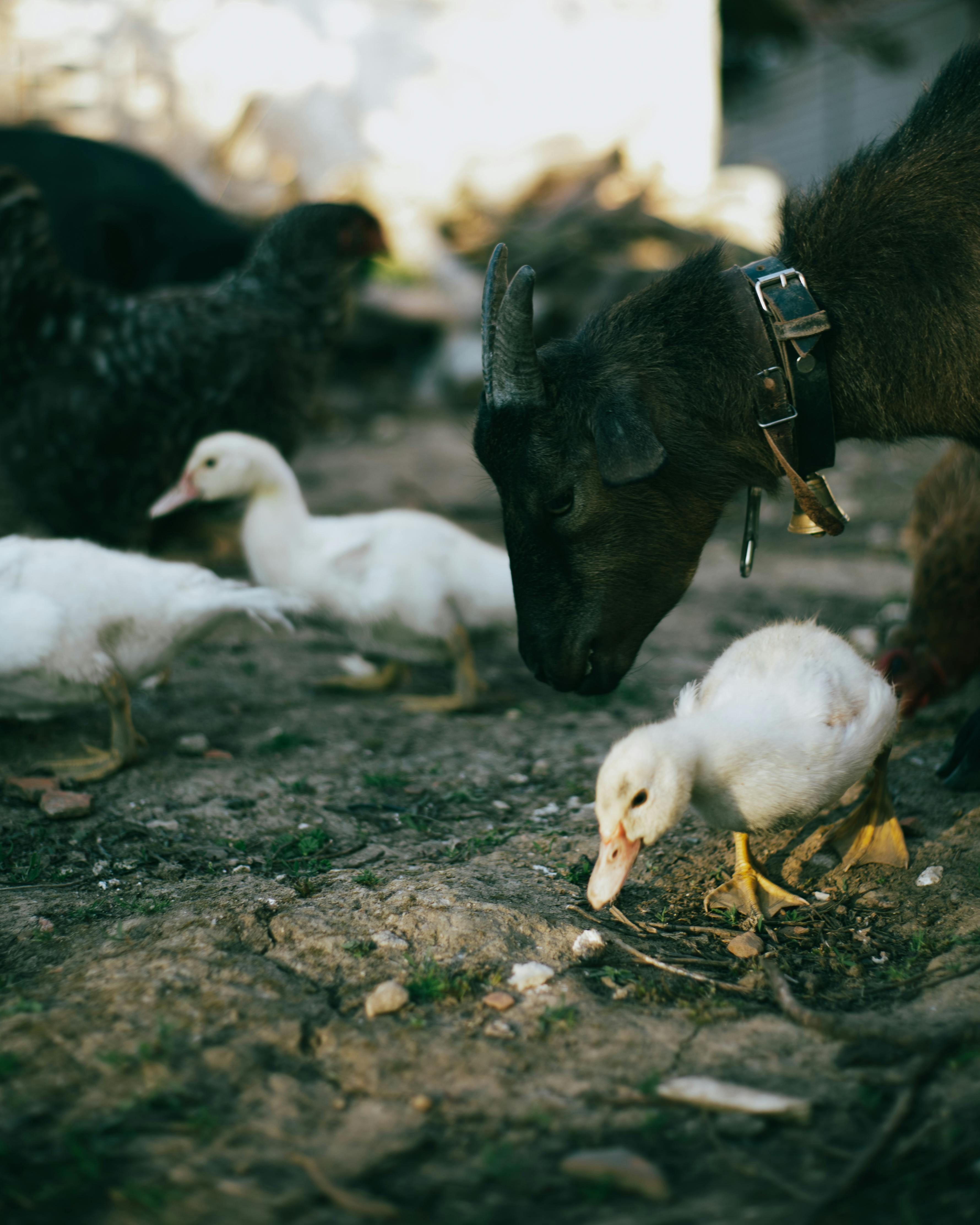 bird animal cute farm