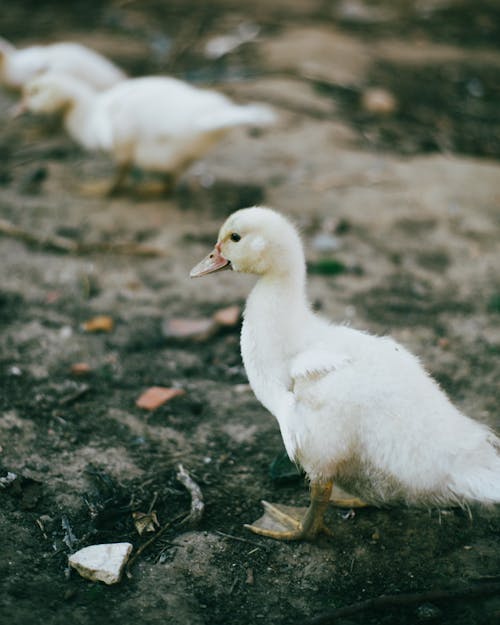 Free White Duck on the Ground Stock Photo