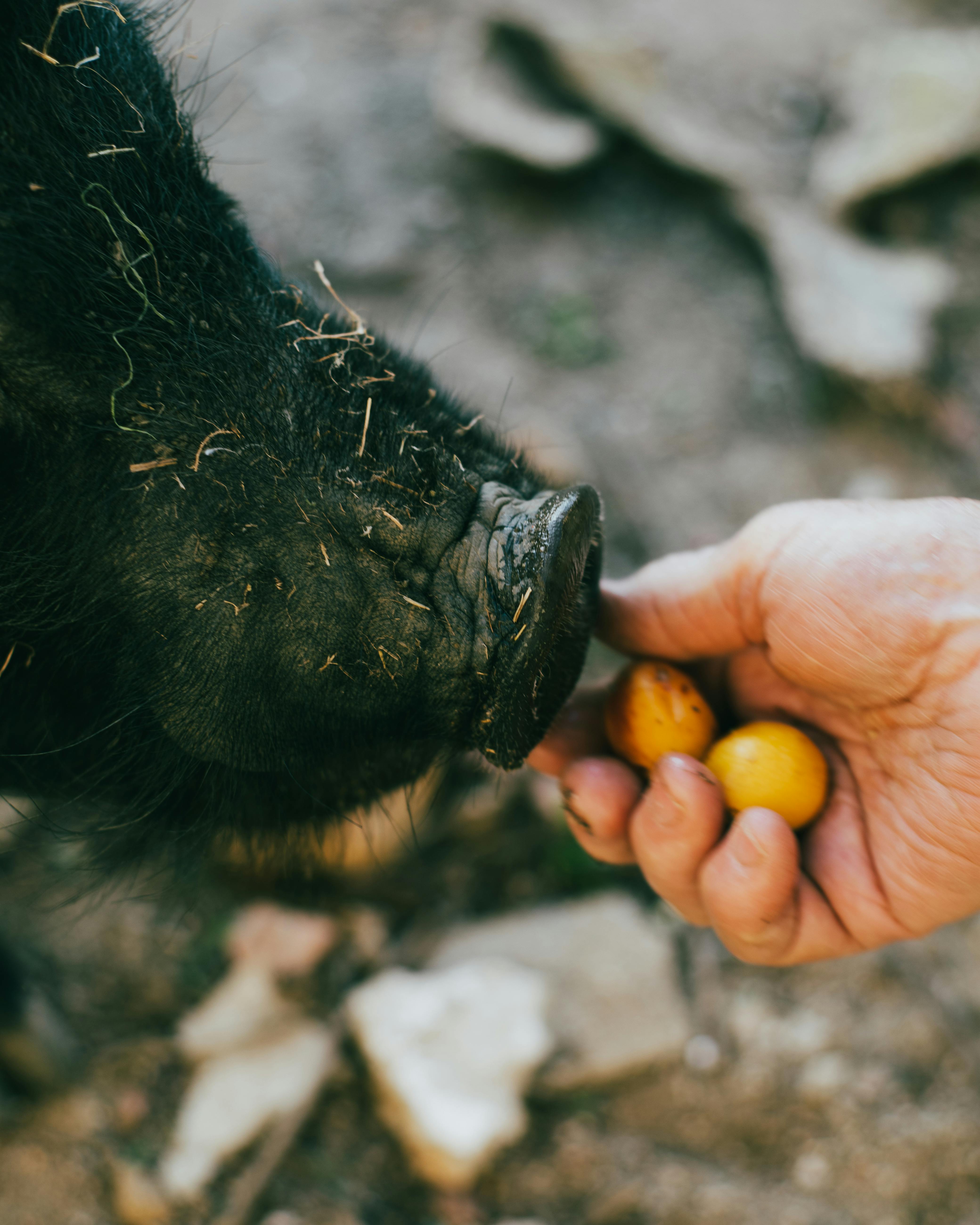 a person feeding a pig