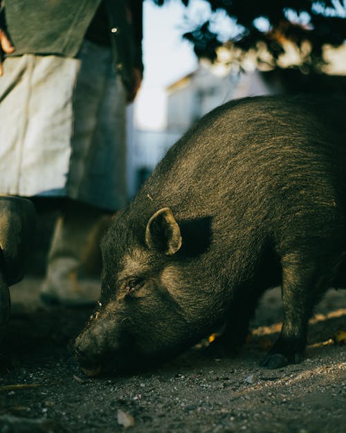 Gratis Fotos de stock gratuitas de animal, canalla, cerdo Foto de stock