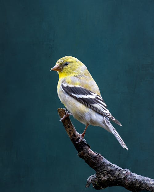 A Finch Perched on a  Branch