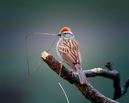 Chipping Sparrow Standing on the Branch
