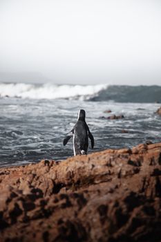 A lone African penguin facing the ocean at Cape Town, South Africa.