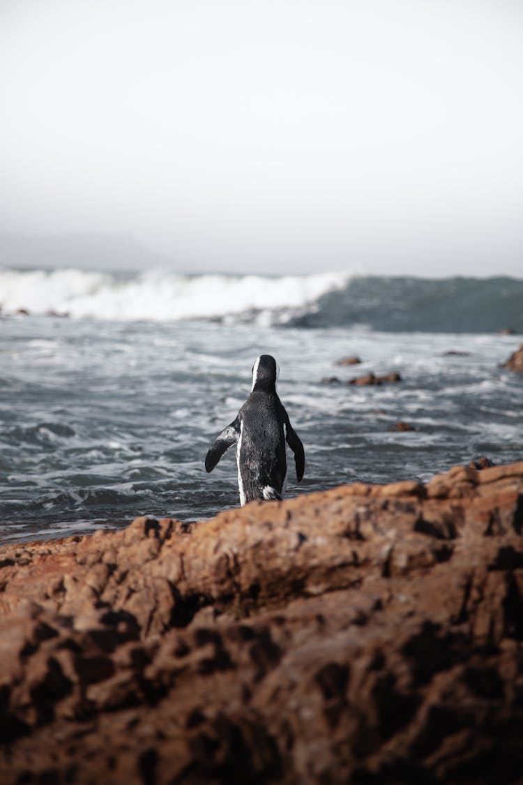 Penguin Going Towards Water