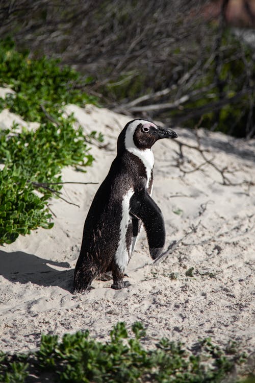 Free Penguin Walking on Sand  Stock Photo