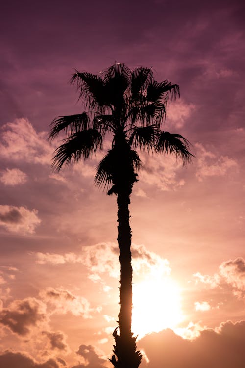 Fotobanka s bezplatnými fotkami na tému magická hodina, mraky, palma