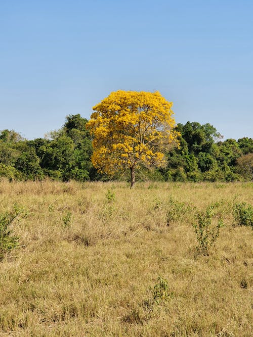 Foto profissional grátis de área, árvore, céu azul claro