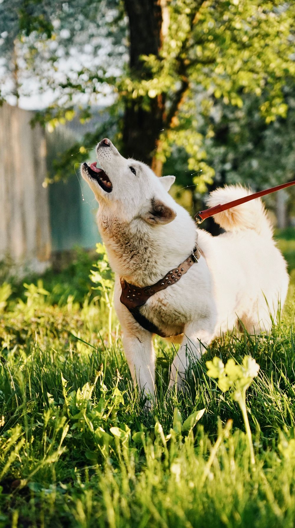 White dog barking while on leash in a grassy outdoor area