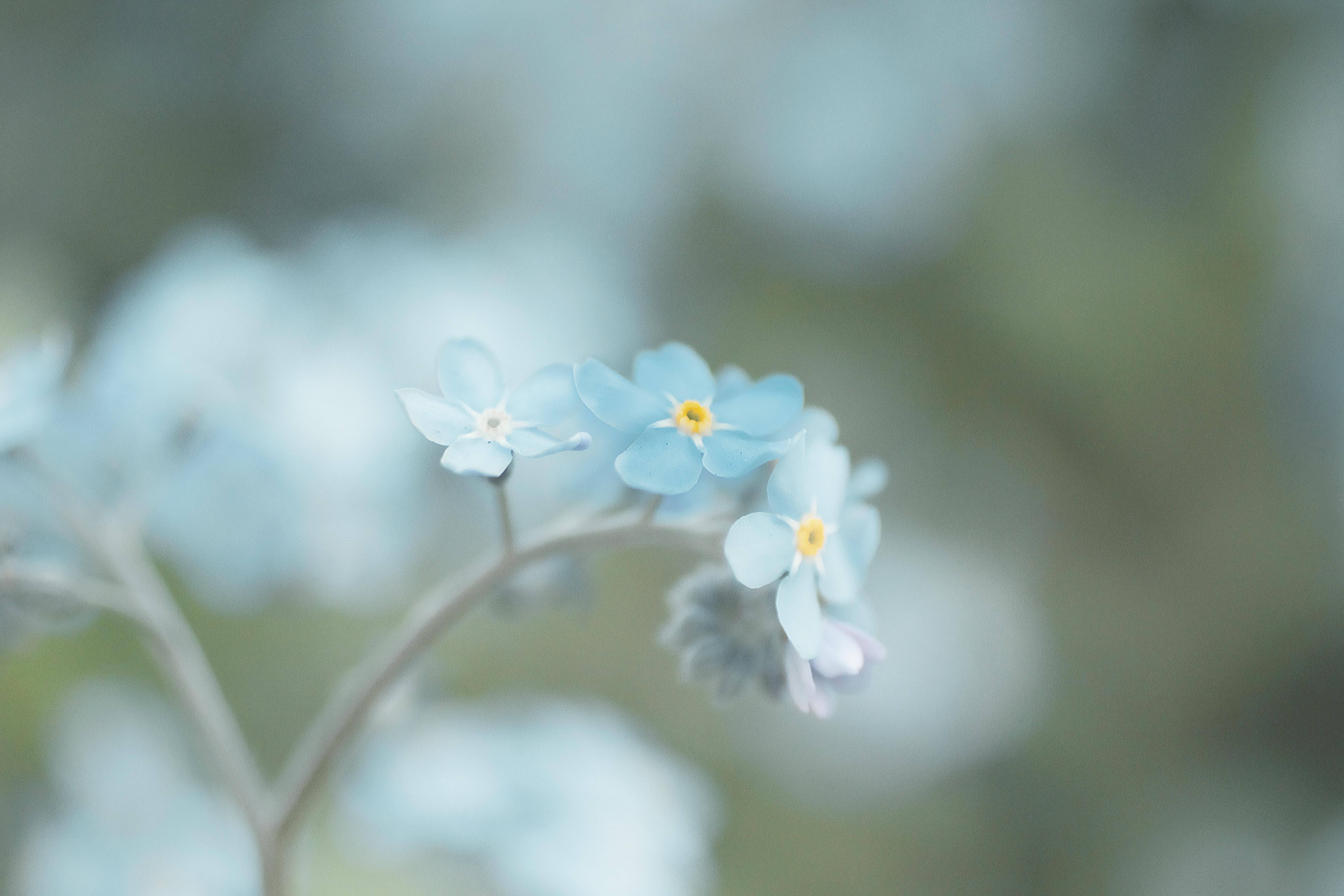 blue petaled flowers