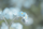 blue flower