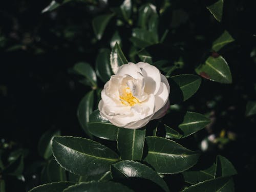 Free A beautiful close-up of a white camellia flower surrounded by glossy green leaves in sunlight. Stock Photo