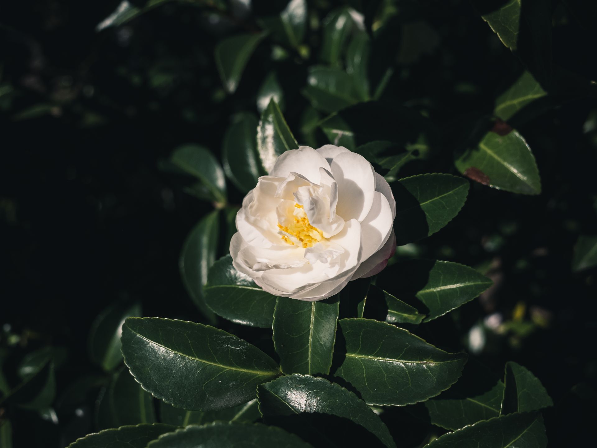 A beautiful close-up of a white camellia flower surrounded by glossy green leaves in sunlight.