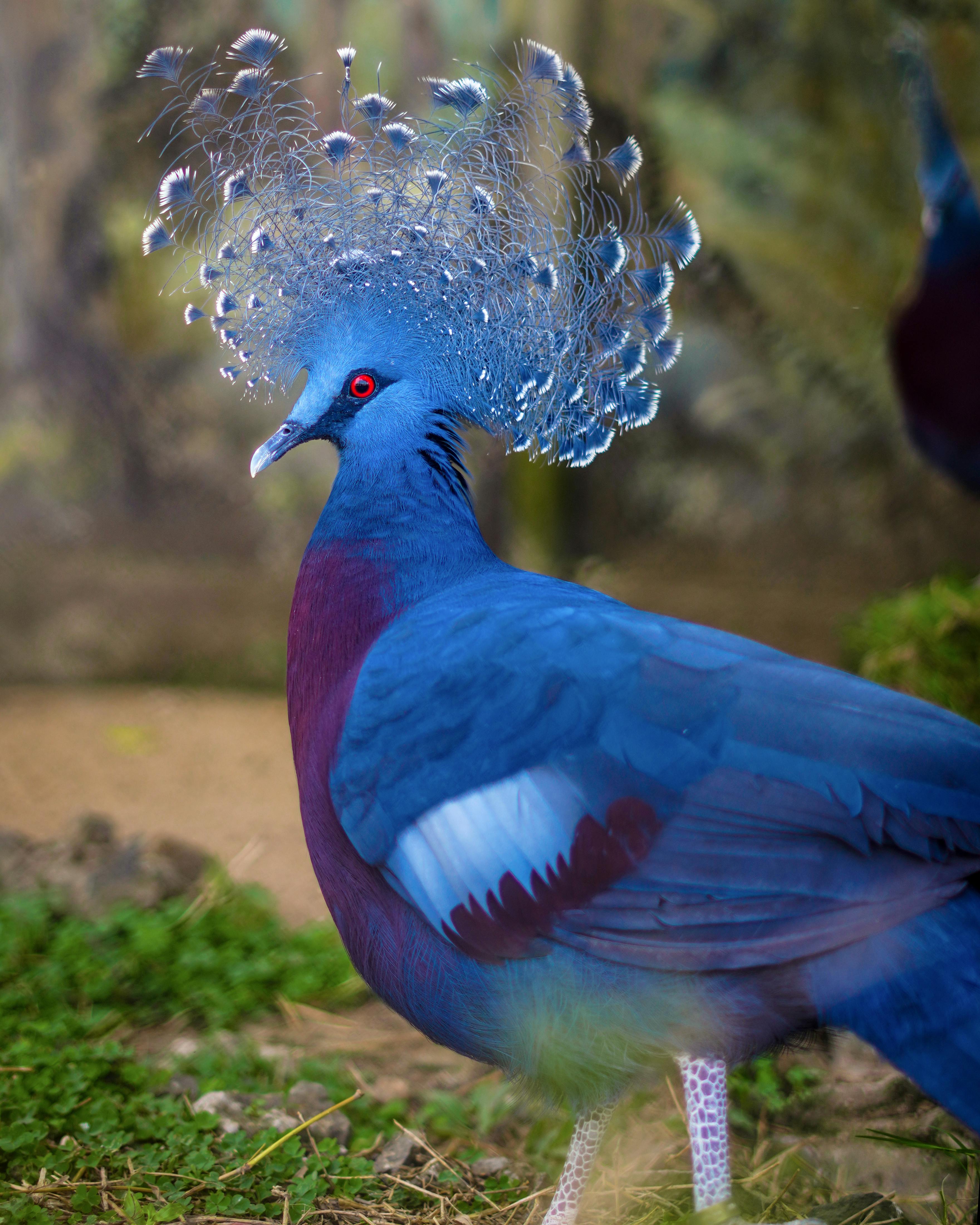 blue crowned pigeon