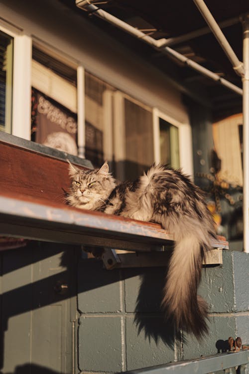 Kostnadsfri bild av djurfotografi, domesticerade, katt