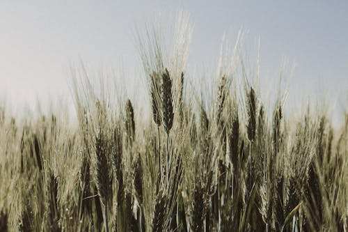 Безкоштовне стокове фото на тему «впритул, Природа, Пшениця» стокове фото
