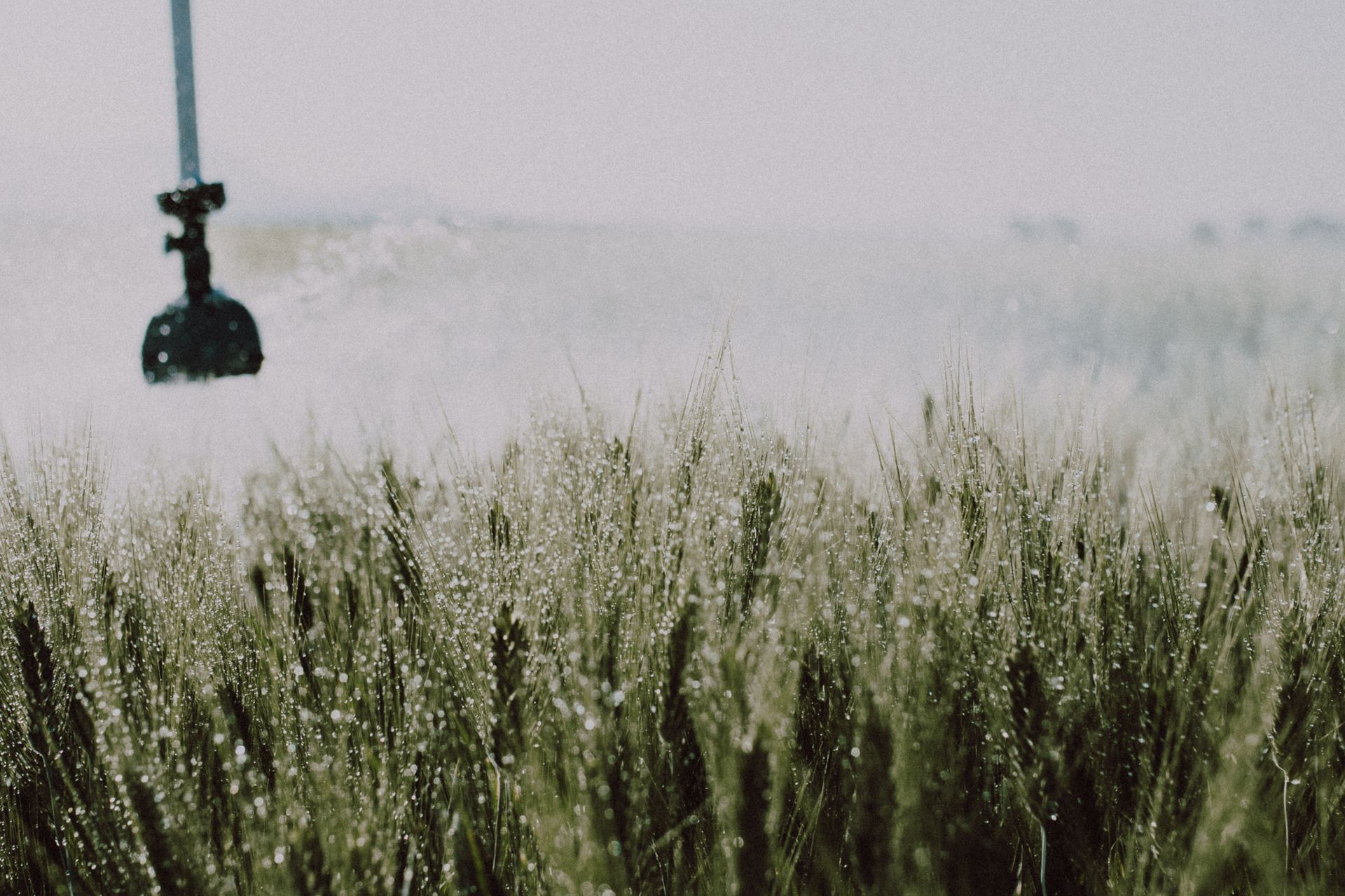 A serene image of a dewy wheat field with irrigation sprinkler in view.