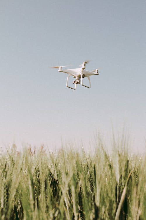 Fotos de stock gratuitas de blanco, campo de cultivo, de cerca