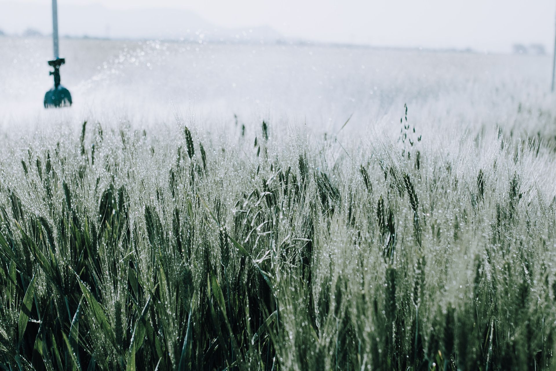 Dew glistening on a wheat field as a sprinkler hydrates the crops in the misty morning light.