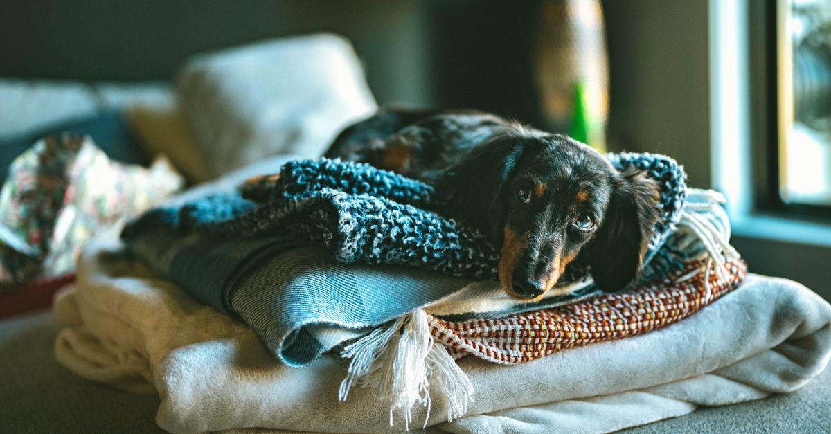 The Ultimate Guide to Understanding Pet Anxiety and Solutions