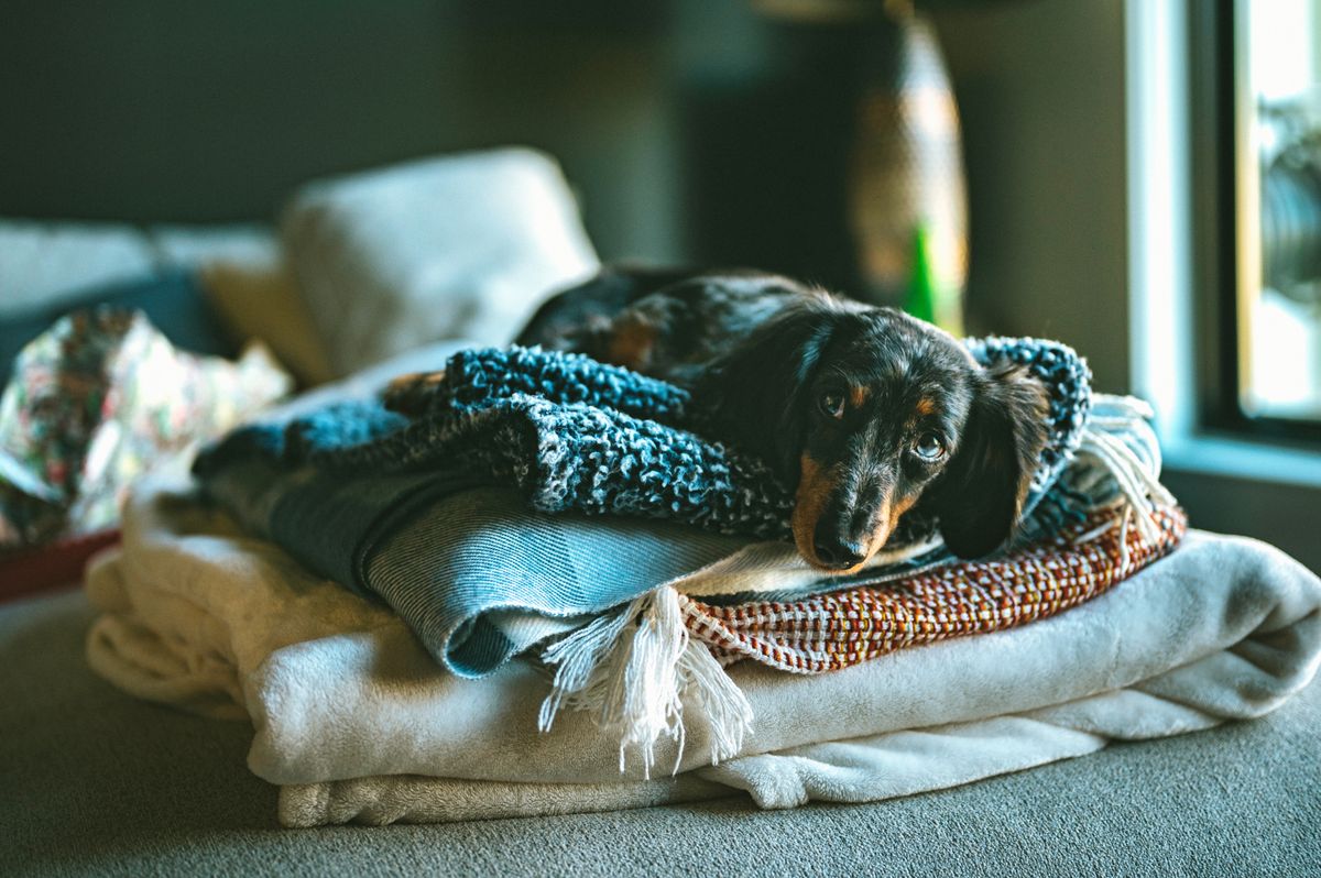 A small dog rests on layered blankets, the kind of bedding owners want to keep dry overnight.