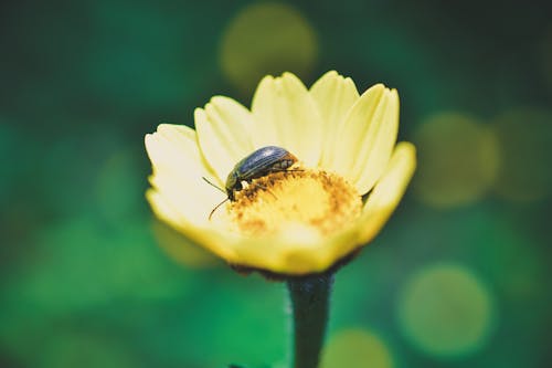 Free Black Insect on Yellow Flower Stock Photo