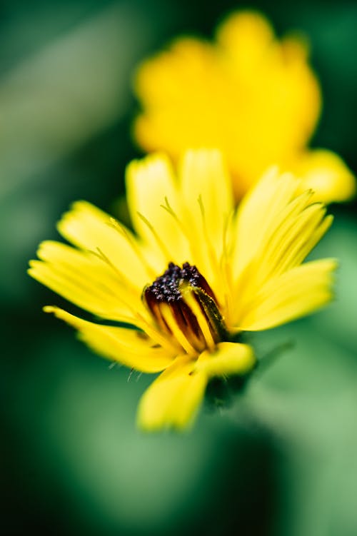 Foto profissional grátis de amarelo, broto, confuso