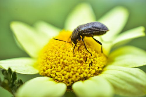 Imagine de stoc gratuită din a închide, automobil beetle, floare