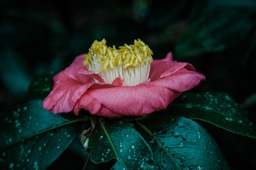 Pink and Yellow Flower in Macro Lens