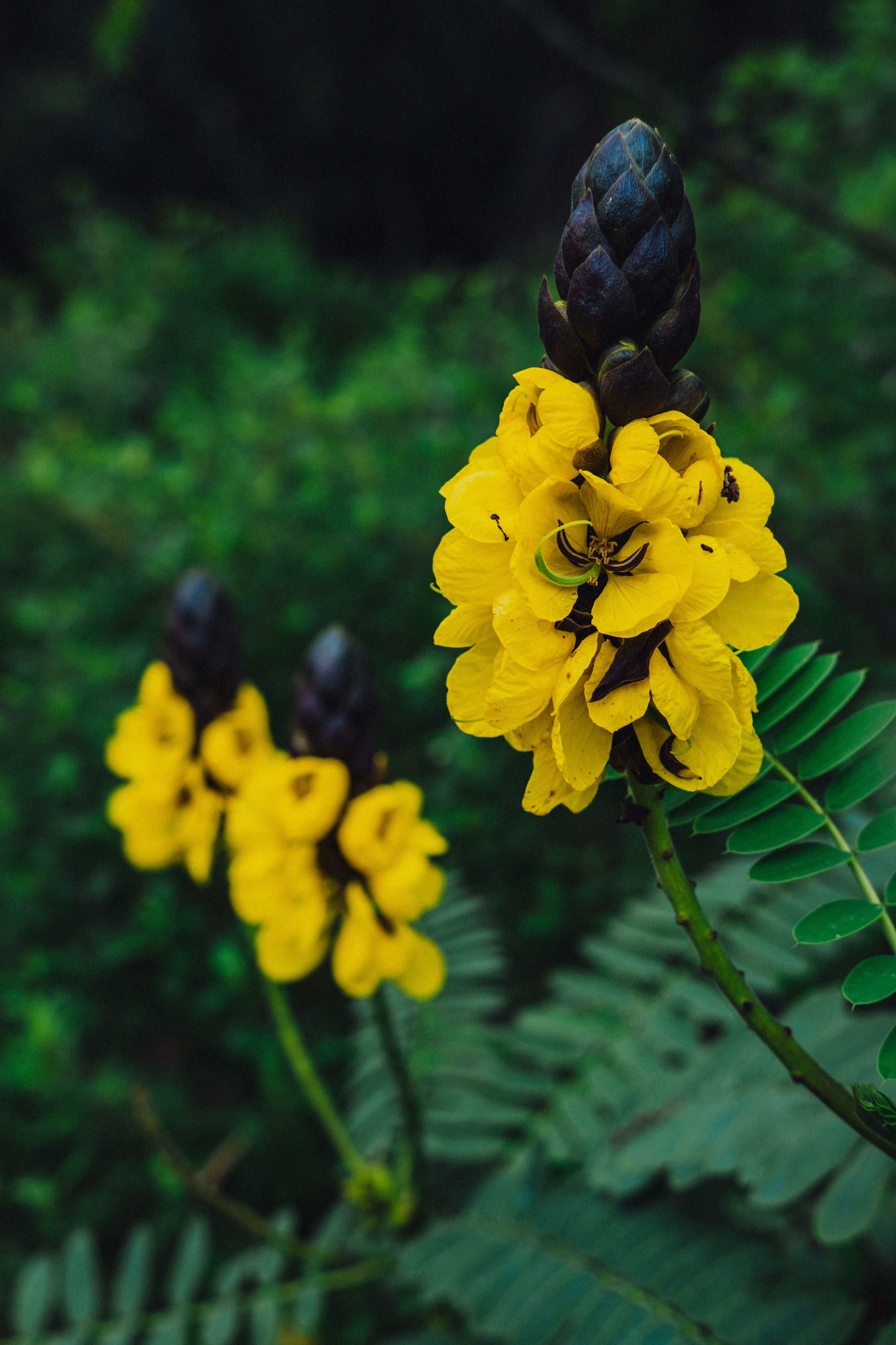 Close-up of vivid yellow Popcorn Senna flowers blooming in a lush green setting outdoors.